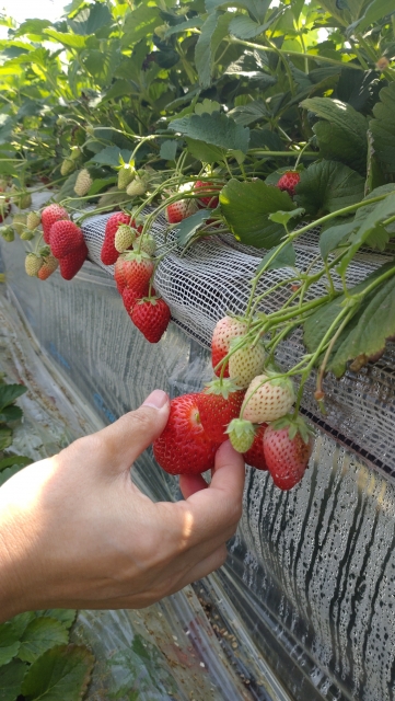 山武市のハウスクリーニングならすぎやま美工にお任せください｜千葉県対応