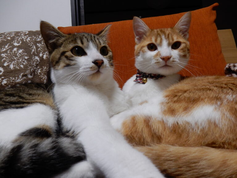 ペットがいるご家庭のエアコンクリーニング、こんなに汚れています｜八街市・成田市のハウスクリーニングすぎやま美工